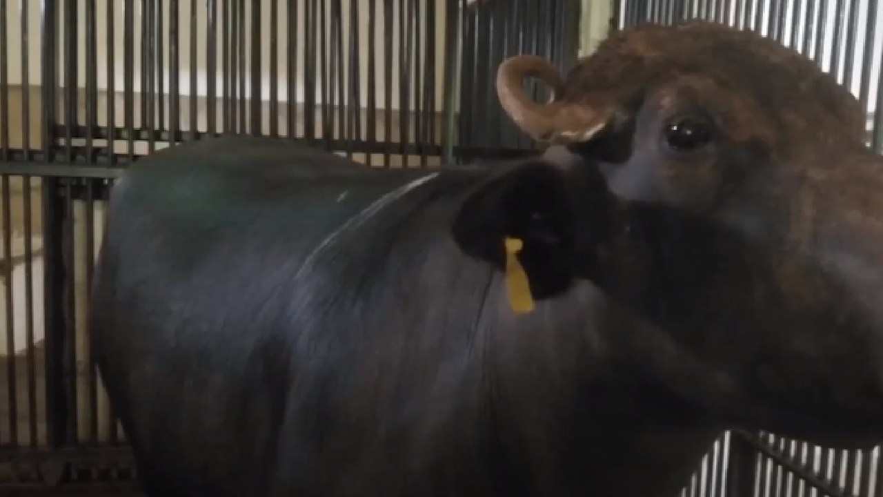 छत्तीसगढ़ में भैंस की नस्ल पर सस्पेंस, DNA जांच पर बड़ा खुलासा!