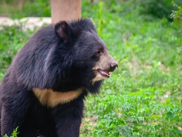 Zoo Keeper Dies After Being Attacked By Himalayan Black Bear At Vizag Zoo Zoo Keeper Dies After Being Attacked By Himalayan Black Bear At Vizag Zoo