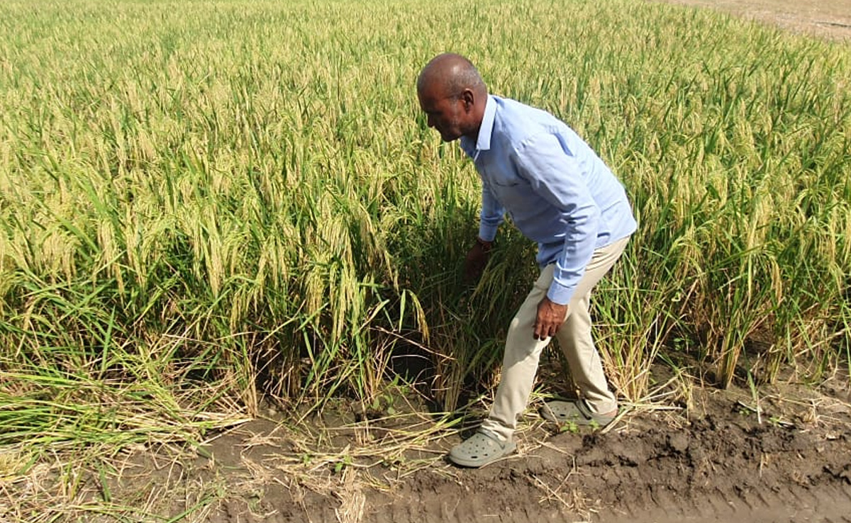 मध्यप्रदेश में उगी 'वोट की फसल, खेतों से खाद नदारद...लापरवाही के शिकार हुए किसान