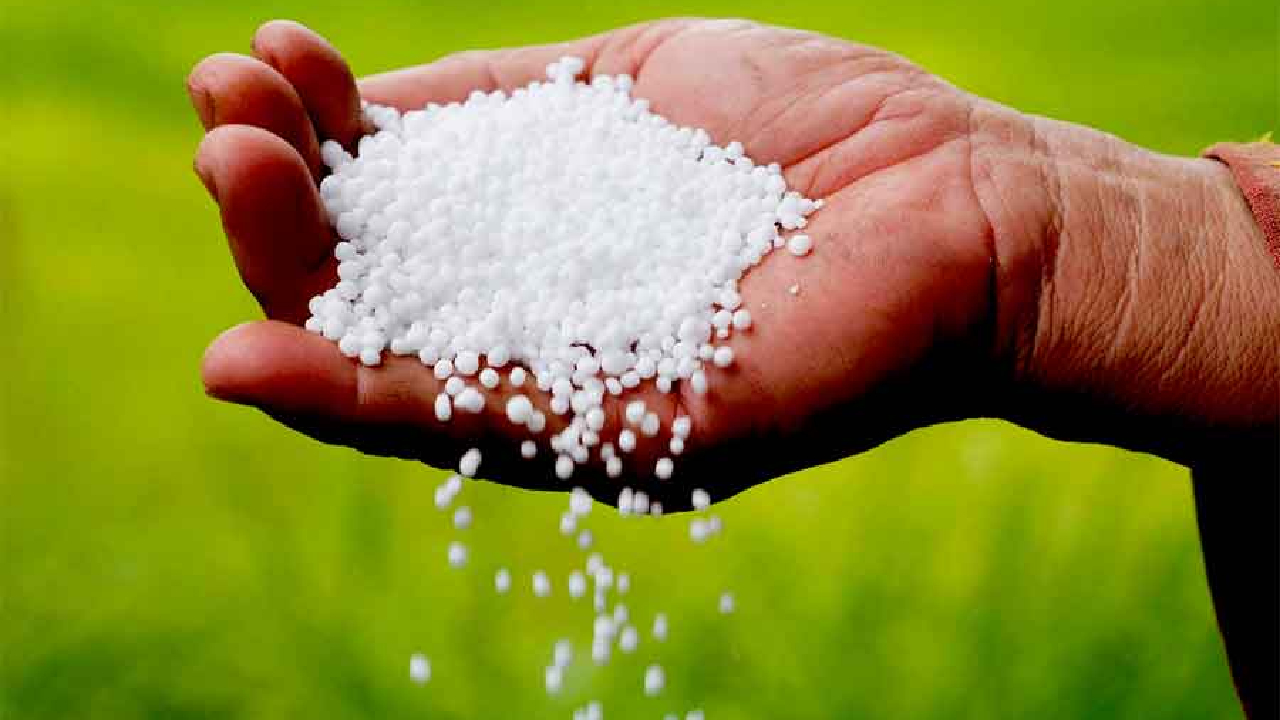 Urea Crisis in MP: डीएपी और यूरिया के लिए भटक रहे किसान, लग रहा कालाबाजारी का आरोप!