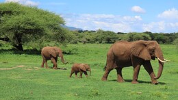 Scientists Unravel Mystery Of Why Dozens Of Elephants Suddenly Died In Africa