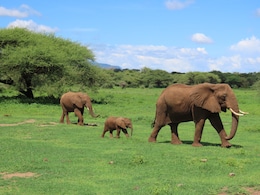 Scientists Unravel Mystery Of Why Dozens Of Elephants Suddenly Died In Africa Scientists Unravel Mystery Of Why Dozens Of Elephants Suddenly Died In Africa