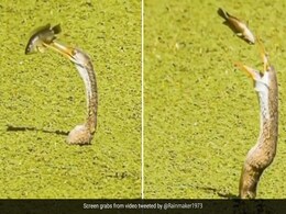 पक्षी के मुंह के अंदर जाकर भी बाहर निकल आई मछली, मौत को चकमा देकर ऐसे बचाई अपनी जान - देखें Video पक्षी के मुंह के अंदर जाकर भी बाहर निकल आई मछली, मौत को चकमा देकर ऐसे बचाई अपनी जान - देखें Video