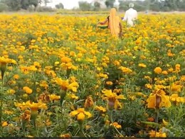 Vidisha News: दिवाली पर फूलों की बढ़ी मांग, सजावटी सामानों से पटा बाजार Vidisha News: दिवाली पर फूलों की बढ़ी मांग, सजावटी सामानों से पटा बाजार