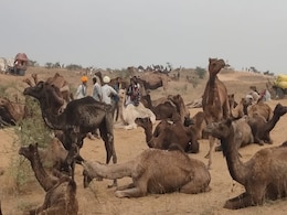 Pushkar Mela 2023: राजस्थान के विश्व प्रसिद्ध पुष्कर पशु मेले का आगाज, चुनाव के कारण इस बार बड़ा बदलाव, जानिए जरूरी बातें Pushkar Mela 2023: राजस्थान के विश्व प्रसिद्ध पुष्कर पशु मेले का आगाज, चुनाव के कारण इस बार बड़ा बदलाव, जानिए जरूरी बातें