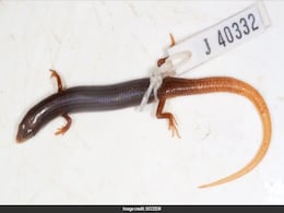 260 Australian Lizards Hidden In Chip Packets, Handbags Seized During Police Bust 260 Australian Lizards Hidden In Chip Packets, Handbags Seized During Police Bust