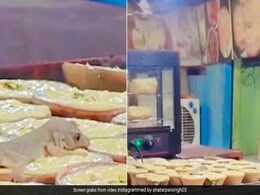मिठाई की दुकान में खुली रखी थी मिठाइयां, मजे से खाती नजर आई छिपकली, देखें वीडियो मिठाई की दुकान में खुली रखी थी मिठाइयां, मजे से खाती नजर आई छिपकली, देखें वीडियो
