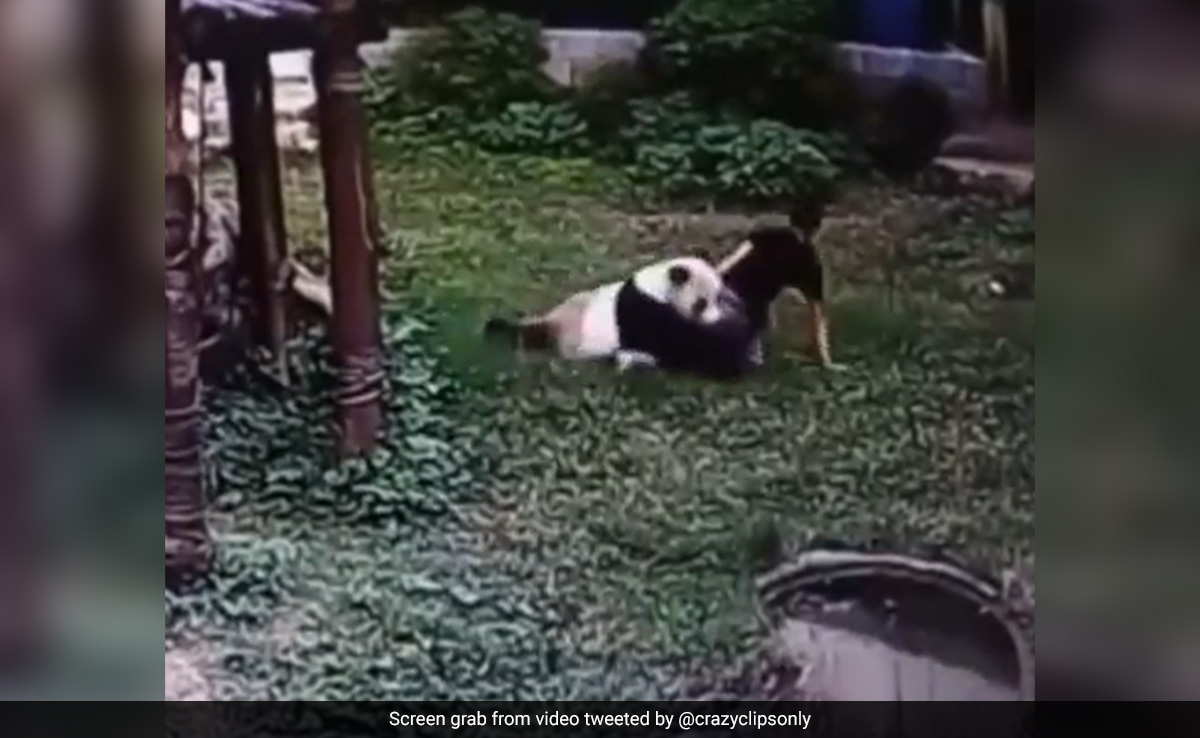 गहरी नींद में सो रहे पांडा को छेड़ रहा था शख्स, Panda ने पैर पकड़कर पटका और फिर जो हुआ... गहरी नींद में सो रहे पांडा को छेड़ रहा था शख्स, Panda ने पैर पकड़कर पटका और फिर जो हुआ...