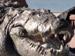 Rajasthan News: कोटा में धूप सेकता नजर आया 13 फीट लंबा विशालकाय मगरमच्छ, कैमरे में कैद हुईं तस्वीरें Rajasthan News: कोटा में धूप सेकता नजर आया 13 फीट लंबा विशालकाय मगरमच्छ, कैमरे में कैद हुईं तस्वीरें