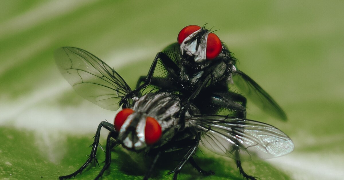 How To Get Rid Of Flies In The Kitchen