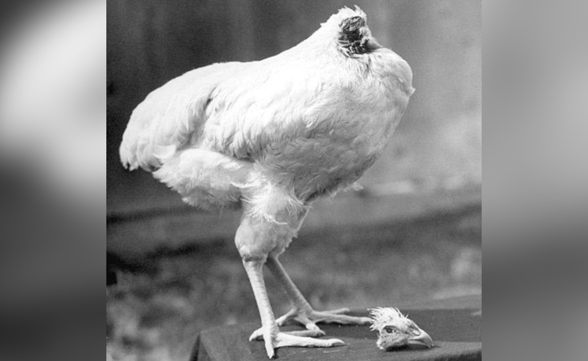 किसान ने मुर्गे का सिर काट दिया, फिर भी 18 महीने तक ज़िंदा रहा 'सिरकटा मुर्गा', इतने दिनों कर ज़िंदा कैसे रहा?