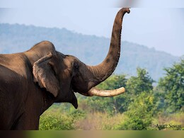 MP News: पन्ना टाइगर रिजर्व से चेन तोड़कर भागा खूंखार हाथी, कड़ी मशक्क्त के बाद हुआ काबू 