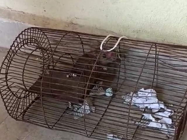 Rats Put In Cage In Madhya Pradesh For Consuming Seized Liquor