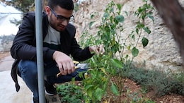 "Was Handcuffed, Beaten": Palestinian Recalls Arrest By Israel Army In West Bank