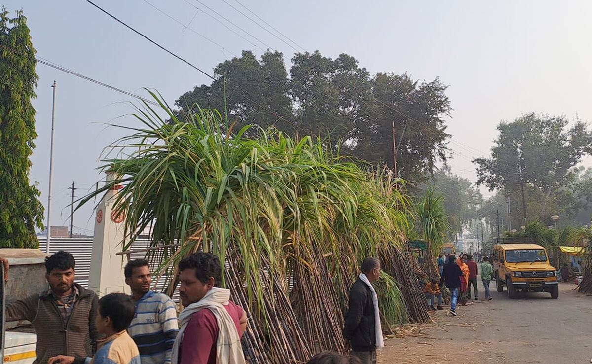 सागर: देवउठनी एकादशी आज, गन्ने के मंडप में धूमधाम से होगा तुलसी-शालिग्राम विवाह
