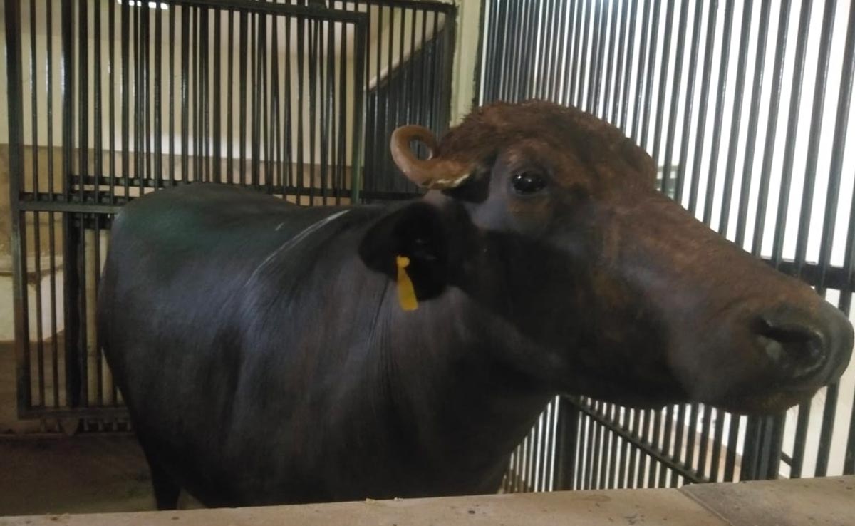 CG News: करोड़ों खर्च कर क्लोनिंग से पैदा हुई दीप आशा का होगा डीएनए टेस्ट, &nbsp;जुटाई जाएगी ये जानकारी