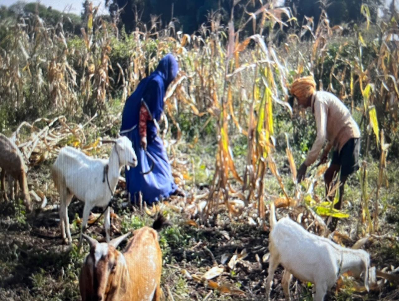 मध्य प्रदेश के इन 62 गांवों में दो महीने तक मनाई जाती है दीवाली, जानिए खास परंपरा के बारे में