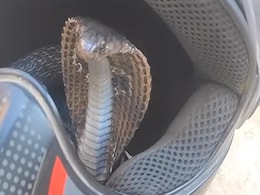 अचानक हेलमेट के अंदर से आने लगी हिसहिसाने की आवाज, वीडियो देख कांप उठेगी रूह अचानक हेलमेट के अंदर से आने लगी हिसहिसाने की आवाज, वीडियो देख कांप उठेगी रूह