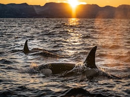 Killer Whales Wreak Havoc: Polish Yacht Destroyed By Orca Pod In High Seas Encounter Killer Whales Wreak Havoc: Polish Yacht Destroyed By Orca Pod In High Seas Encounter
