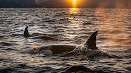 Gang Of 60 Killer Whales Attack And Devour Pygmy Blue Whale In Brutal Video