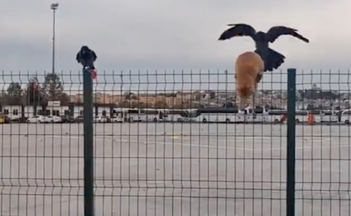 तार पर अटकी थी बिल्ली फिर कौए ने किया ऐसा काम, जिसे देखने के बाद आप हो जाएंगे हैरान