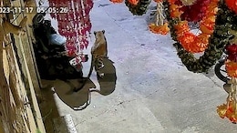 Video: Panic In Nashik As 2 Leopards Enter Homes, Roam On Streets