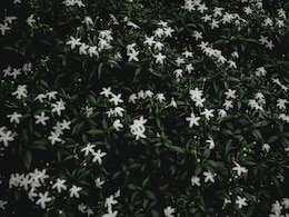 धार्मिक और वैज्ञानिक लिहाज से यह फूल होता है बहुत लाभकारी, जरूर लगाइए घर के बगीचे में