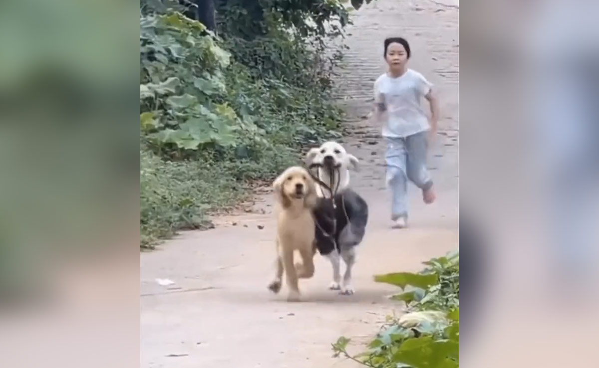 जंज़ीर में कैद था दोस्त, डॉग ने आज़ाद करा दिया, यूज़र्स बोले- जय-वीरू की जोड़ी को सलाम!