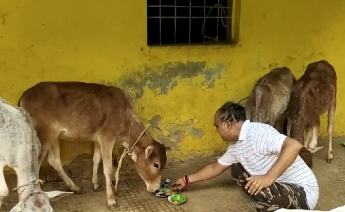 बेसहारा पशुओं का सहारा बने कोरिया के अनुराग, 12 साल से कर रहे गायों की सेवा