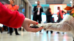 This 'Cursed' Airport In Germany Deploys Dogs To Help Nervous Passengers