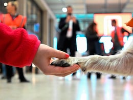 This 'Cursed' Airport In Germany Deploys Dogs To Help Nervous Passengers