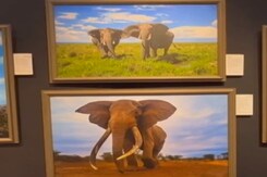 मशहूर कॉर्डियोलॉजिस्ट की शानदार वाइल्ड लाइफ़ फ़ोटोग्राफ़ी ने खींचा सबका ध्याना मशहूर कॉर्डियोलॉजिस्ट की शानदार वाइल्ड लाइफ़ फ़ोटोग्राफ़ी ने खींचा सबका ध्याना