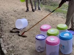 VIDEO : एल्विश यादव मामले में बरामद सांपों को वन विभाग के अधिकारियों ने सूरजपुर वेटलैंड के जंगल में छोड़ा VIDEO : एल्विश यादव मामले में बरामद सांपों को वन विभाग के अधिकारियों ने सूरजपुर वेटलैंड के जंगल में छोड़ा