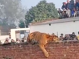 VIDEO: जंगल से निकलकर घर में घुसे बाघ को पकड़कर ले गए वन अधिकारी, ऐसे किया काबू VIDEO: जंगल से निकलकर घर में घुसे बाघ को पकड़कर ले गए वन अधिकारी, ऐसे किया काबू