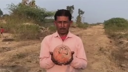 Rocks Worshipped As 'Kuldevtas' In Madhya Pradesh Are Dinosaur Eggs