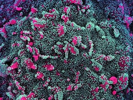 New Covid-19 Variants LF.7 And NB.1.8.1 Detected In India: Over 1000 Active Cases; What Should You Do New Covid-19 Variants LF.7 And NB.1.8.1 Detected In India: Over 1000 Active Cases; What Should You Do