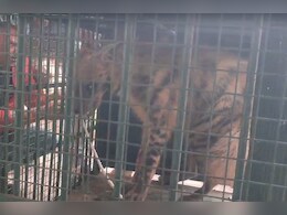 Dholpur News: जब शहर के VIP इलाके में घुसा हिंसक जानवर जरख, लोगों के उड़ गए होश