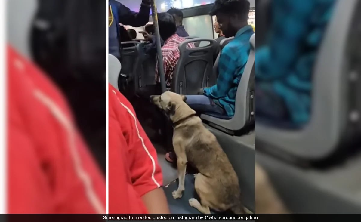 Watch Dog Takes A Joyful Ride On Bengaluru Bus, Video Melts Hearts On