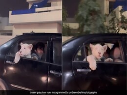 शेर के बच्चे को कार में बैठाकर घुमा रहे थे लोग, पाकिस्तानी फोटोग्राफर ने शेयर किया Video, देखकर भड़की पब्लिक शेर के बच्चे को कार में बैठाकर घुमा रहे थे लोग, पाकिस्तानी फोटोग्राफर ने शेयर किया Video, देखकर भड़की पब्लिक