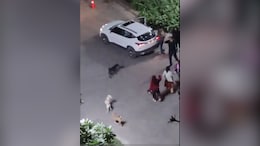 Video: Feeding Dogs Leads To Heated Argument In Noida Housing Complex