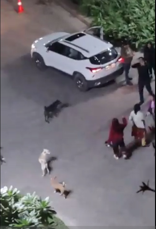 Video: Feeding Dogs Leads To Heated Argument In Noida Housing Complex Video: Feeding Dogs Leads To Heated Argument In Noida Housing Complex