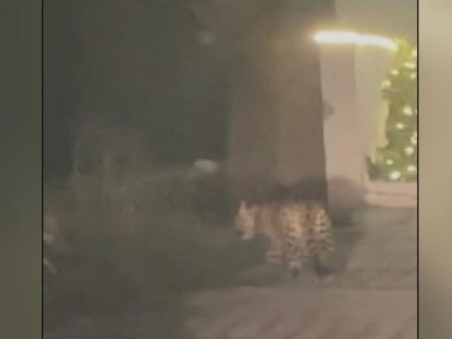 Leopard Spotted In This Delhi Locality, Traps Set Up, Locals Cautioned