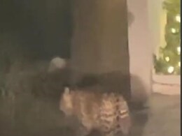 Leopard On Prowl In Delhi's Sainik Farm, Teams Formed To Cage The Big Cat