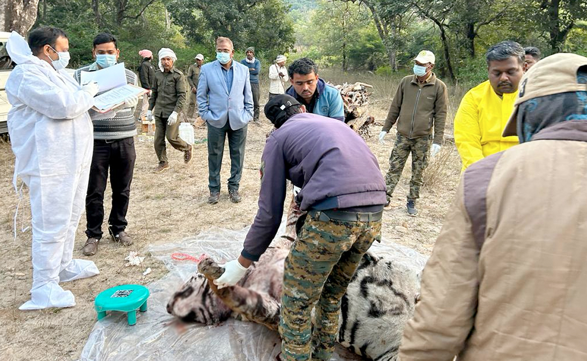 MP News: बांधवगढ़ में फिर हुई बाघ की मौत, वन विभाग ने कहा-वर्चस्व की लड़ाई में गई जान