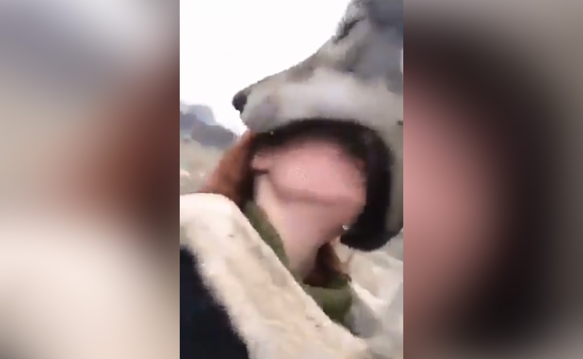 2 सेकंड के अंदर ही लड़की को ज़िंदा मुंह में निगल गया ख़तरनाक भेड़िया, लोगों ने कहा- मुंह तो बहुत ही बड़ा है