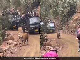 जंगल में बाघ का पीछा करती दिखीं टूरिस्ट गाड़ियां, IFS ने Video शेयर कर जताई चिंता, बोले- पैदा हो सकती है खतरनाक स्थिति जंगल में बाघ का पीछा करती दिखीं टूरिस्ट गाड़ियां, IFS ने Video शेयर कर जताई चिंता, बोले- पैदा हो सकती है खतरनाक स्थिति