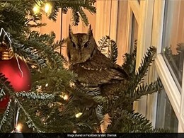 US Family Finds Baby Owl Nesting In Their Living Room's Christmas Tree For 4 Days US Family Finds Baby Owl Nesting In Their Living Room's Christmas Tree For 4 Days