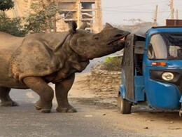 रिहायशी इलाके में दौड़ता नजर आया गैंडा, लोगों के डर के मारे छूटे पसीने, देखें VIDEO रिहायशी इलाके में दौड़ता नजर आया गैंडा, लोगों के डर के मारे छूटे पसीने, देखें VIDEO