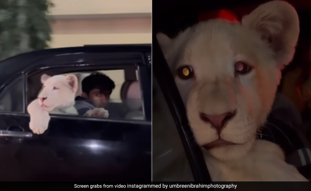 Lion Cub Sits In Backseat Of A Car In Pakistan, Internet Angry