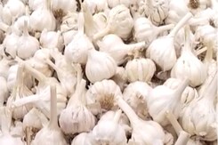 मध्य प्रदेश के सतना में लहसुन के दाम क्यों छू रहे आसमान? मध्य प्रदेश के सतना में लहसुन के दाम क्यों छू रहे आसमान?